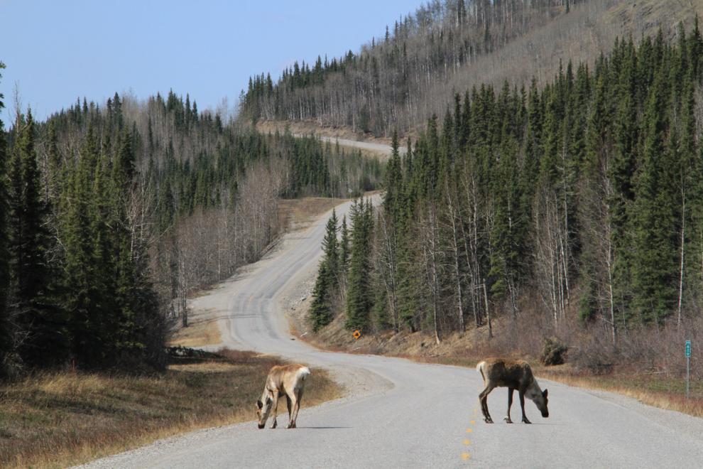 Caribou on the Alaska Highway at Km 620