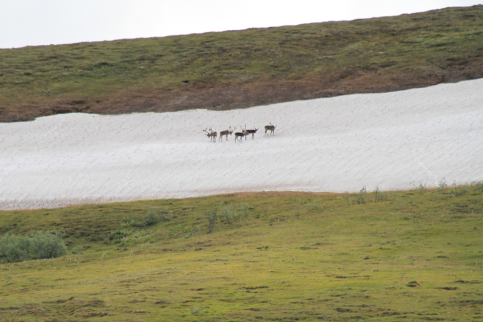 Caribou on a patch of snow in Denali
