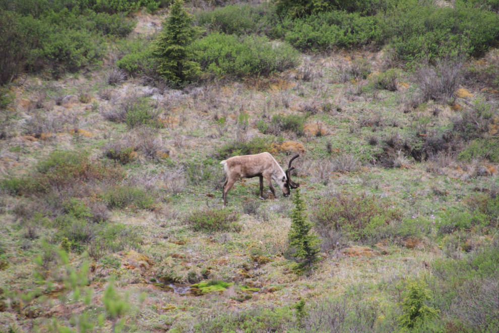 Caribou along the Savage River - Denali National Park, Alaska