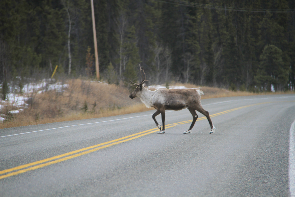 Caribou on the South Klondike Highway