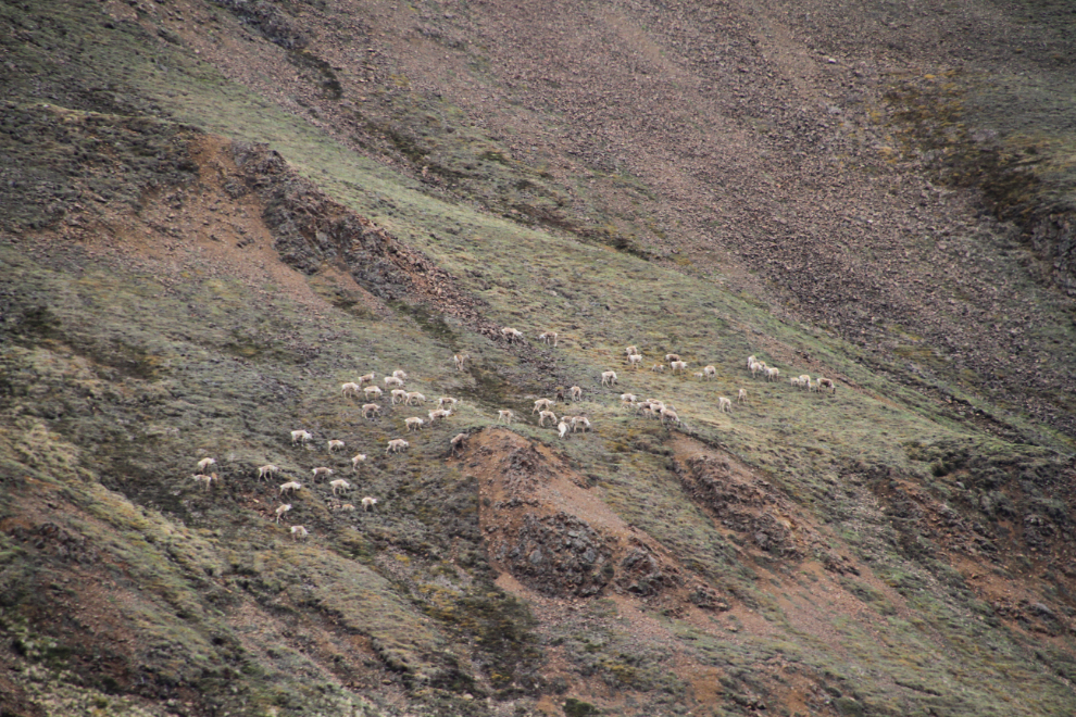 Large herd of caribou in Denali National Park, Alaska