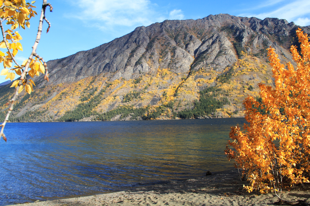 Fall colours at Conrad, Yukon