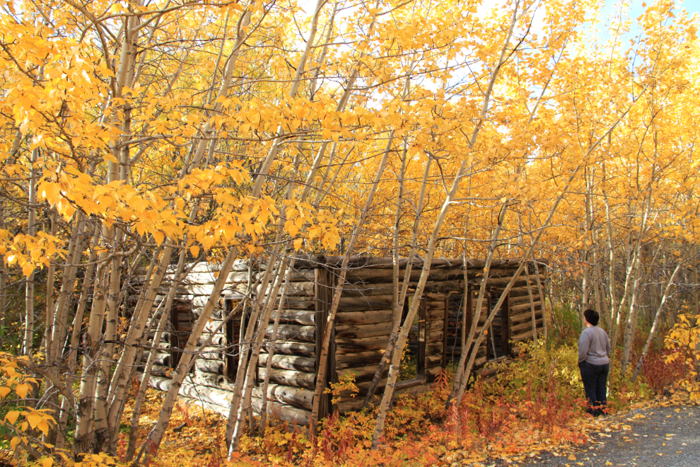 Fall colours at Conrad, Yukon