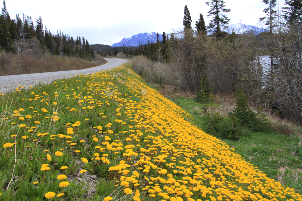 Dandelions along Tutshi Lake, BC