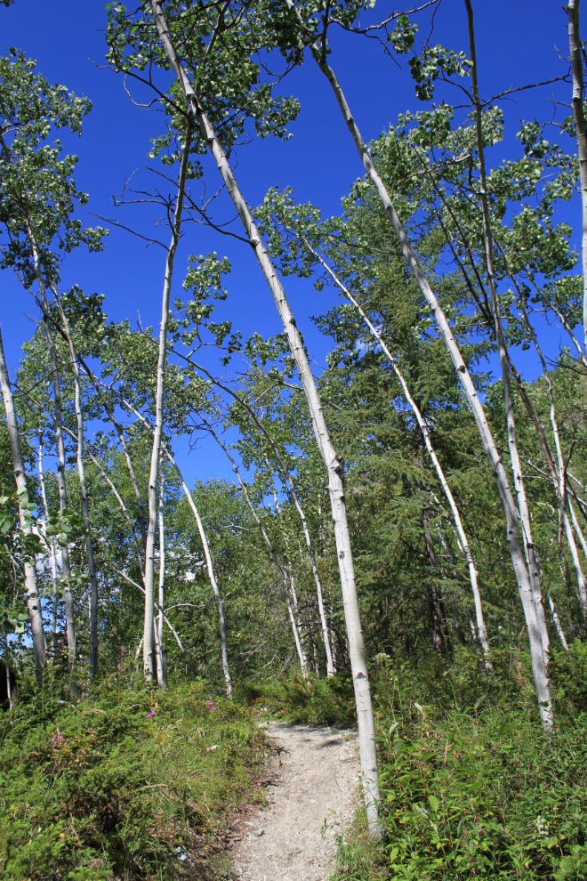 Ninth Avenue Trail - Dawson City, Yukon