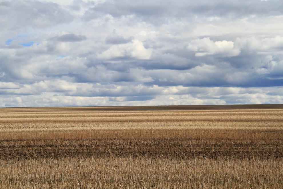 A grain field at Dawson Creek, BC