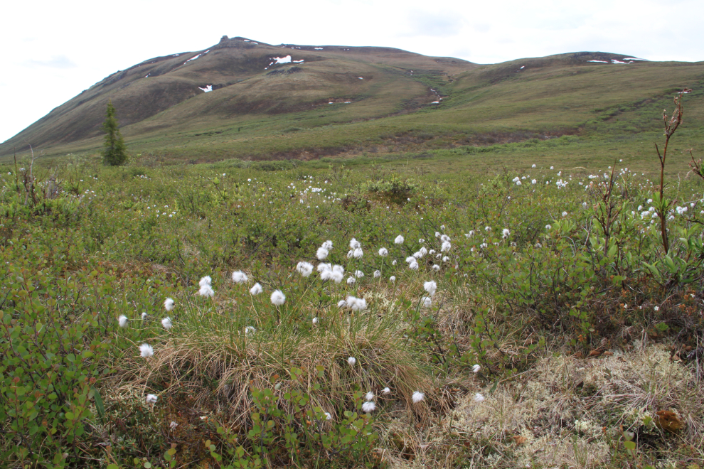 Arctic cottongrass along the Yukon's Dempster Highway