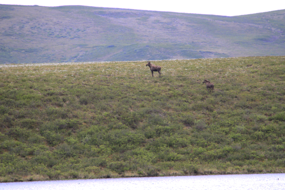 Two moose at Two Moose Lake - Dempster Highway, Yukon