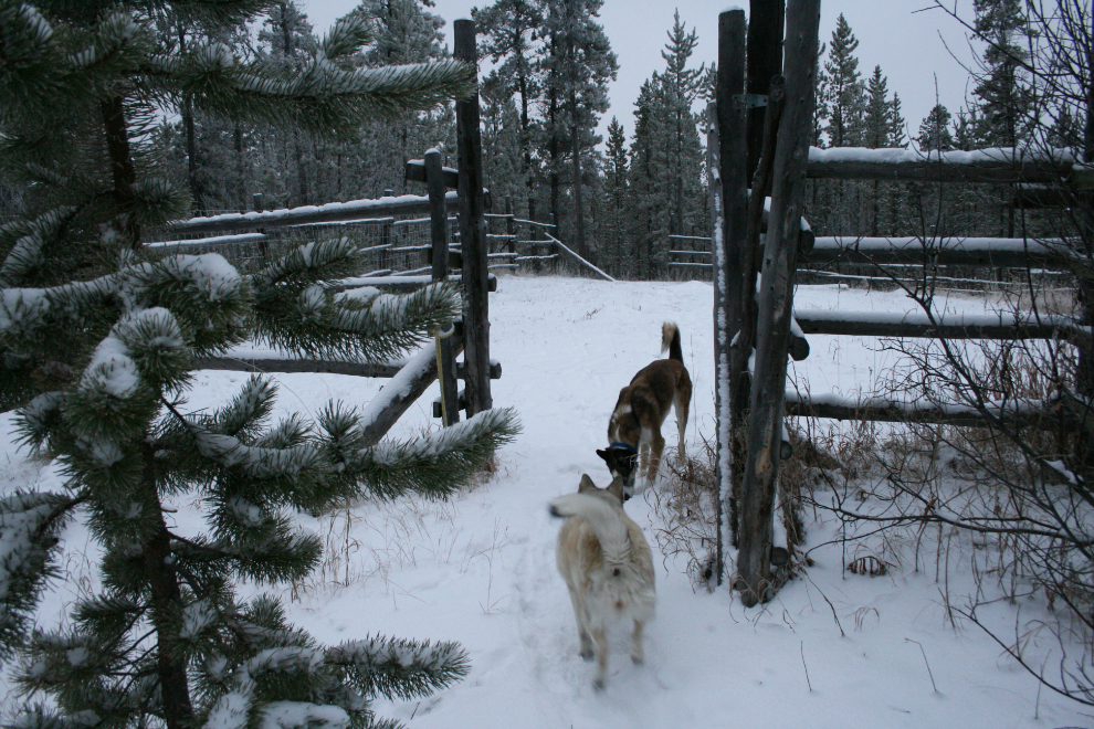 Walking the dogs on our Whitehorse acreage