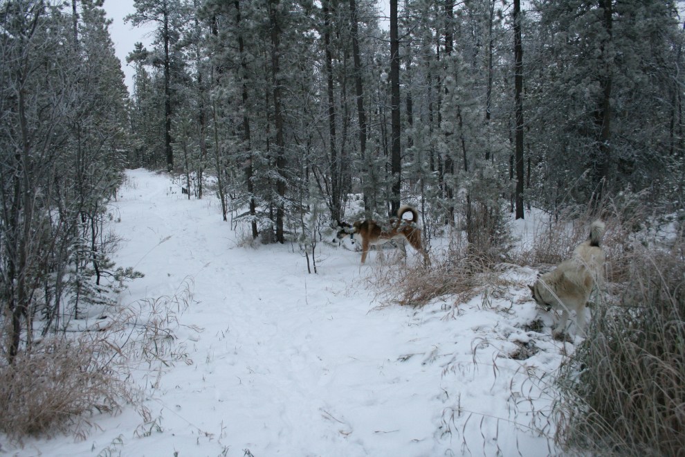 Walking the dogs on our Whitehorse acreage