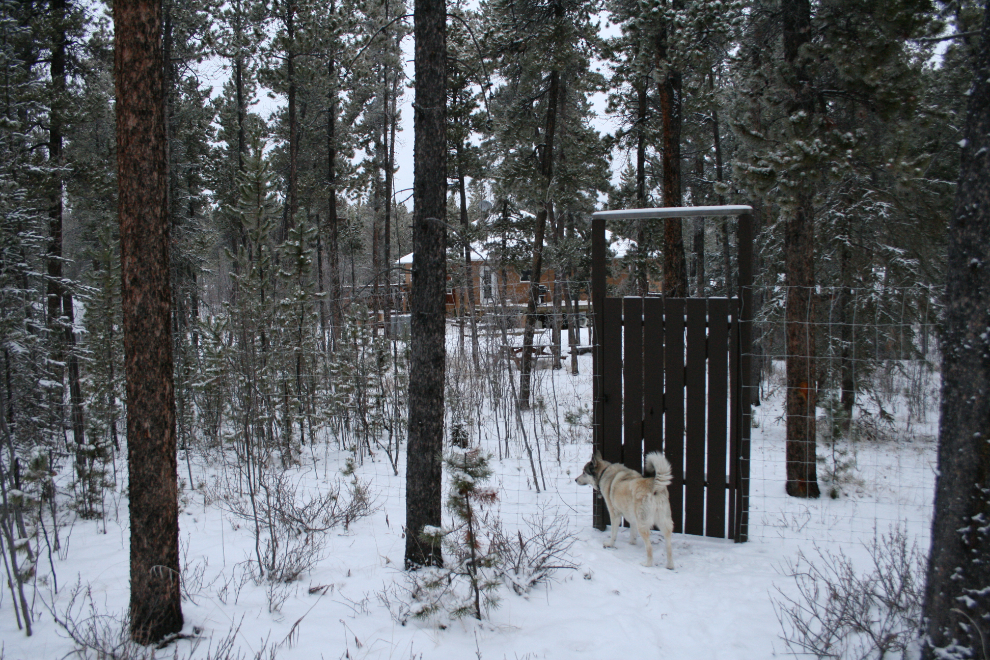 Walking the dogs on our Whitehorse acreage