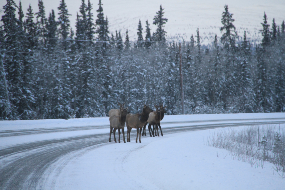 Elk on the Alaska Highway west of Whitehorse, Yukon