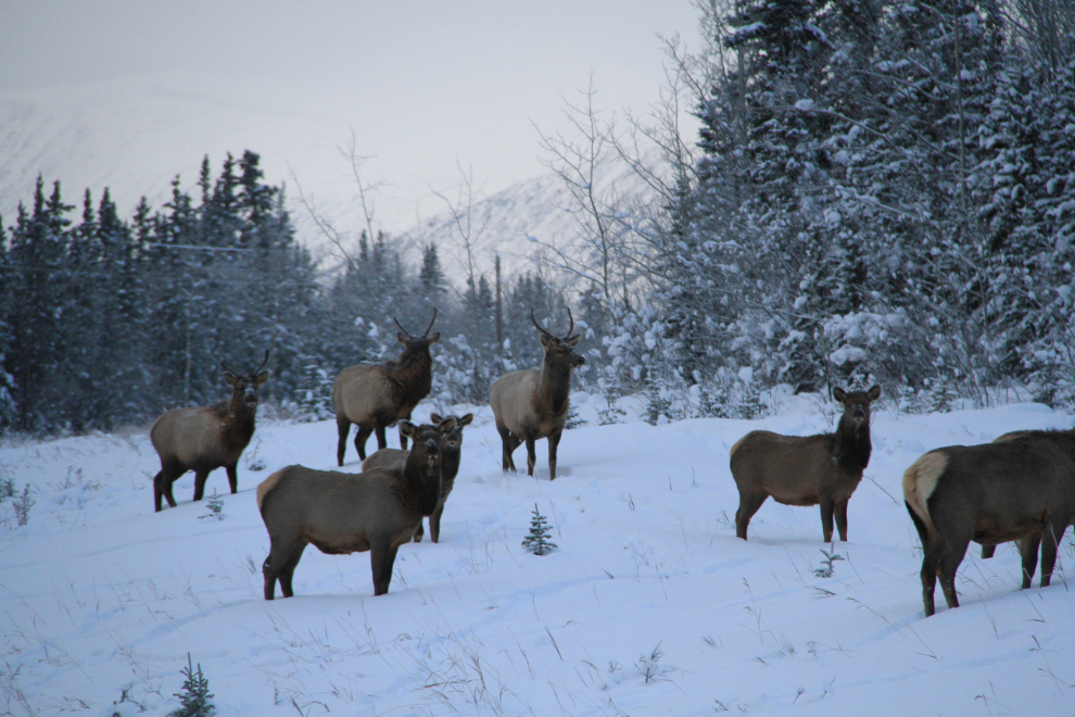 Elk along the Alaska Highway west of Whitehorse, Yukon
