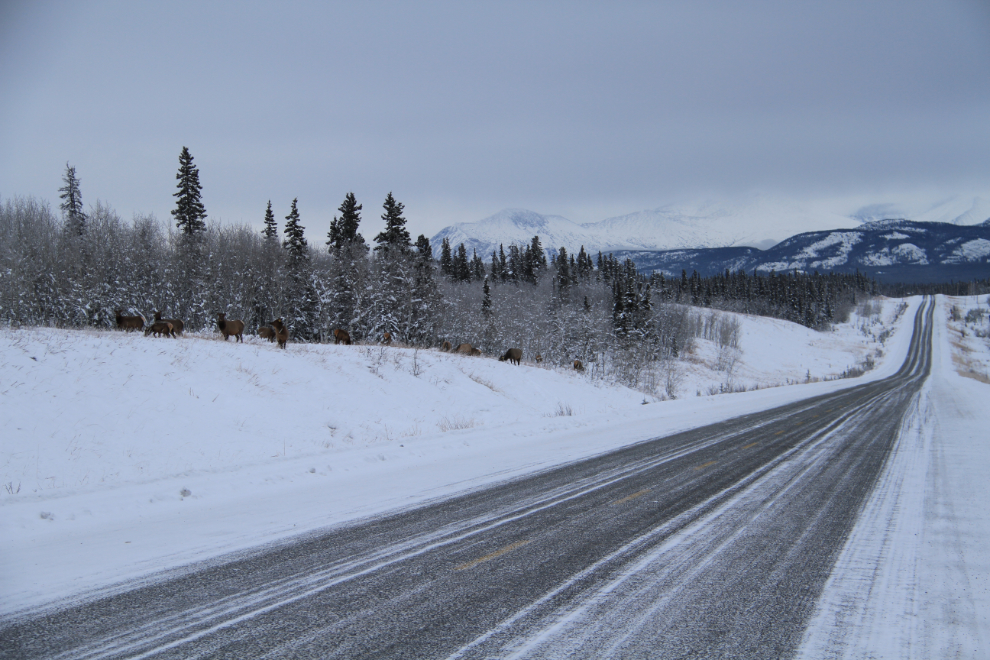 Elk along the Alaska Highway in the Yukon
