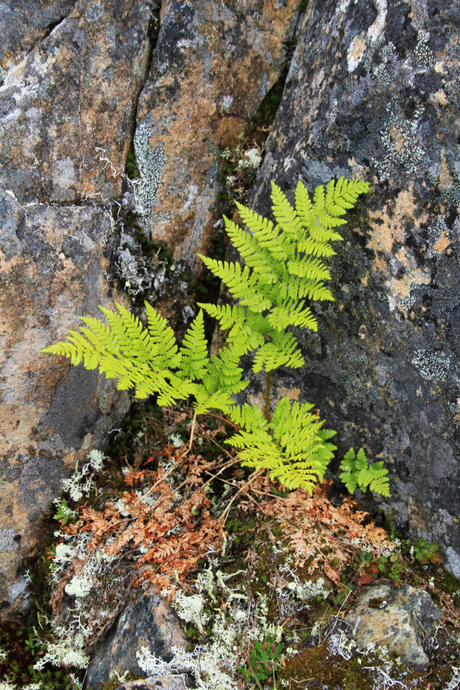 Fern in the White Pass