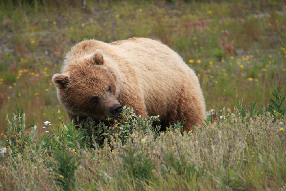 Grizzly bear eating soapberries beside the Alaska Highway west of Haines Junction, Yukon
