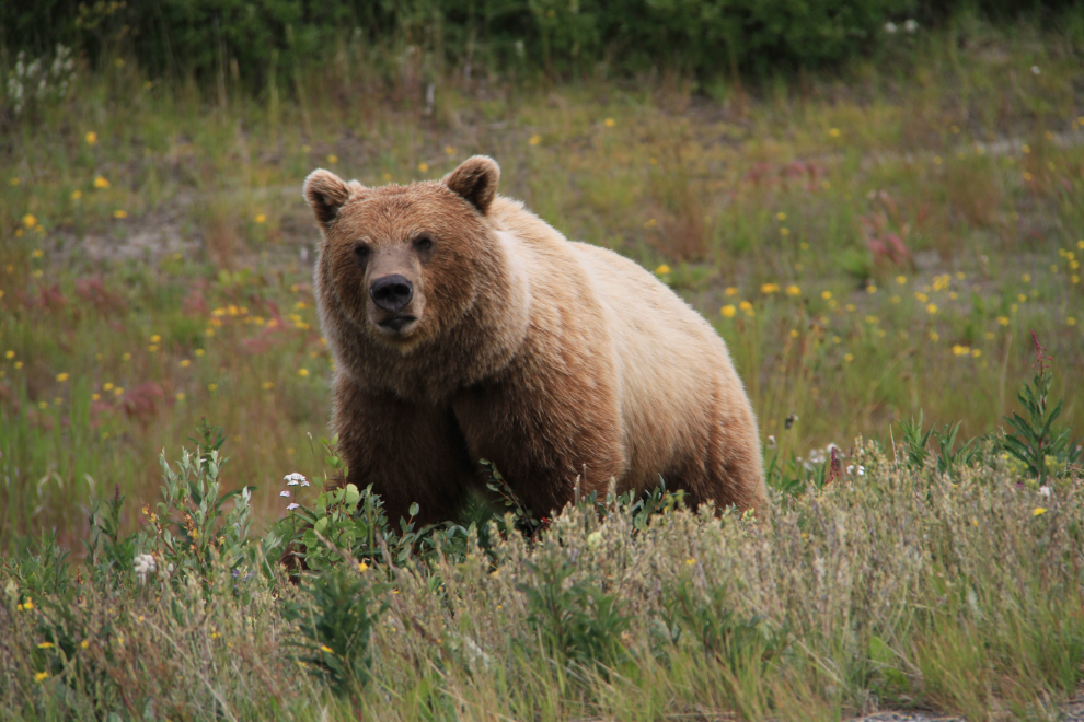 Grizzly bear eating soapberries beside the Alaska Highway west of Haines Junction, Yukon  
