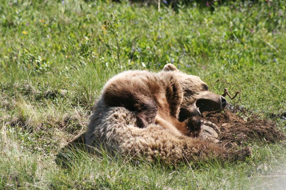 A sleepy grizzly bear in Denali National Park, Alaska