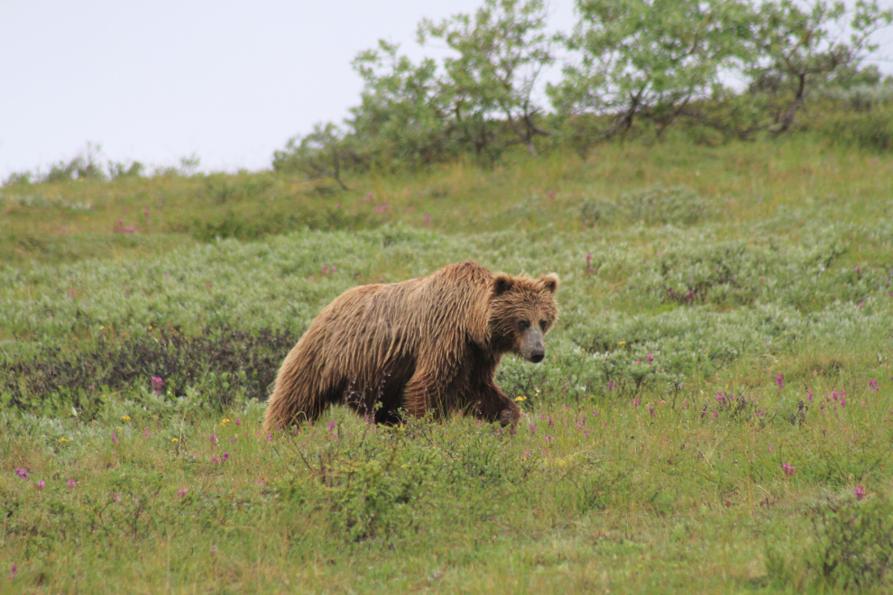 Grizzly bear beside the Denali Park Road
