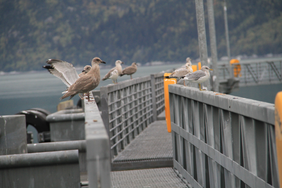 Gulls at Skagway, Alaska