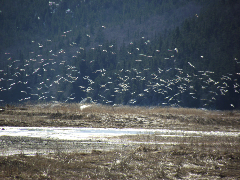 Gulls at Dyea, Alaska