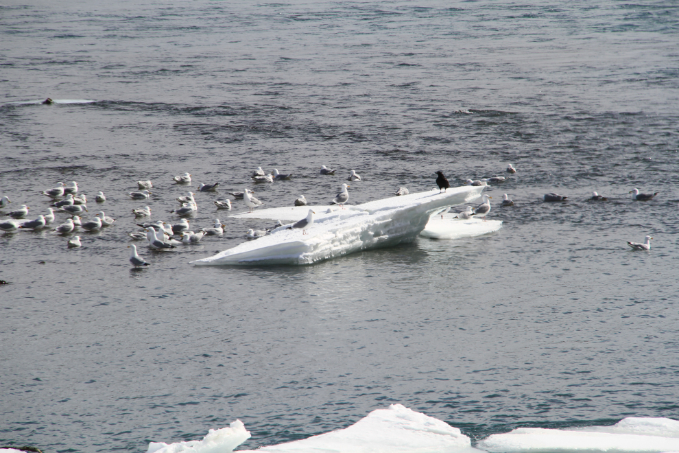Gulls on the Yukon River in the Spring