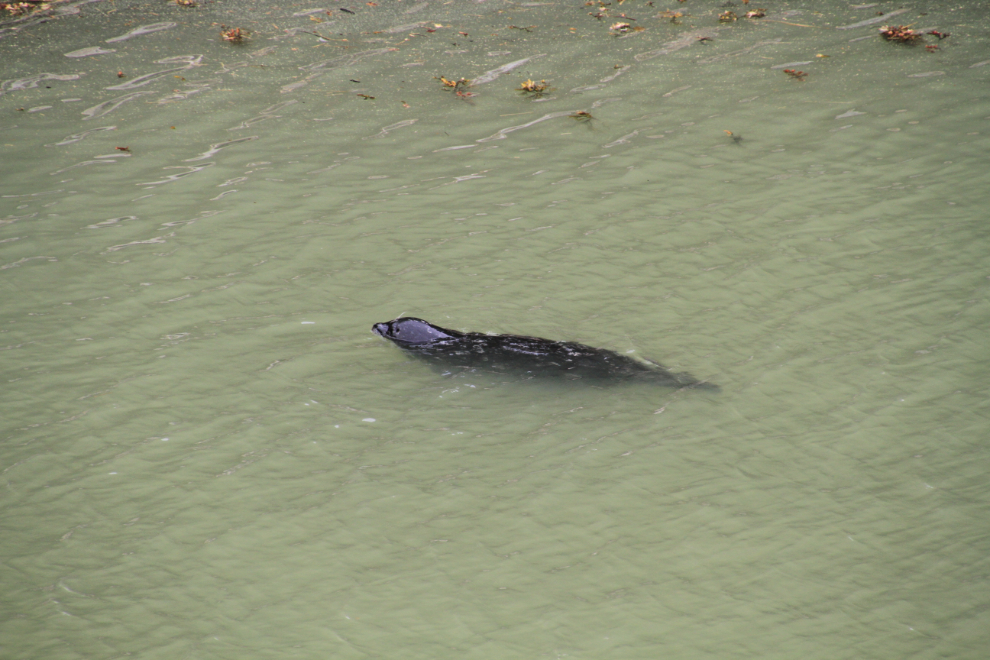A harbour seal at the Skagway dock.