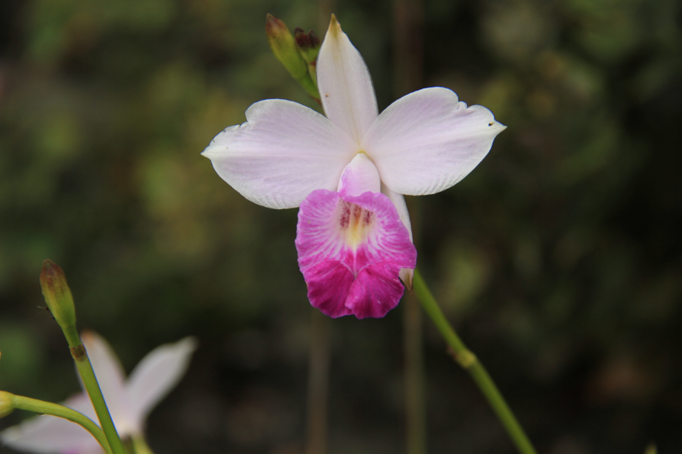 Wild orchid in Hawaii