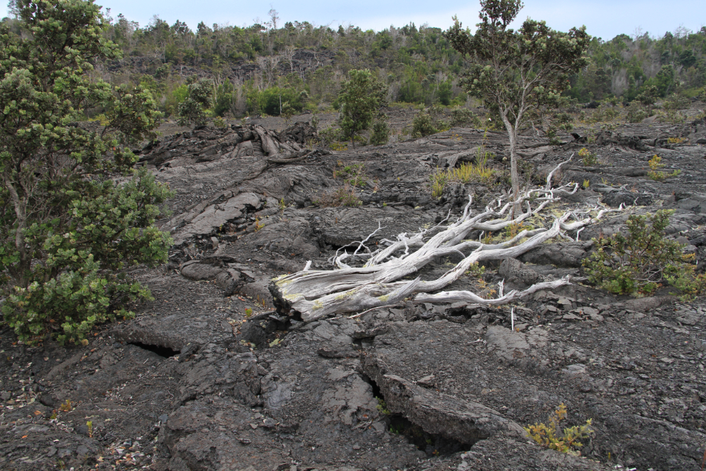Dead tree on cooled lava in Hawai'i