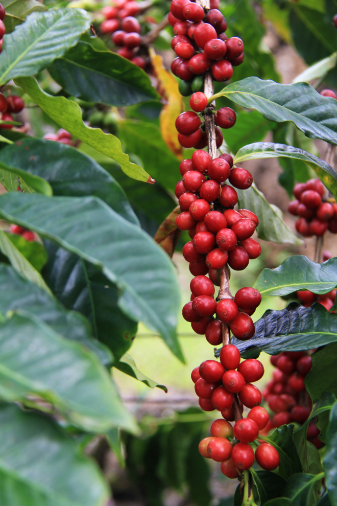 Coffee cherries at Kona Joe Coffee, Hawaii