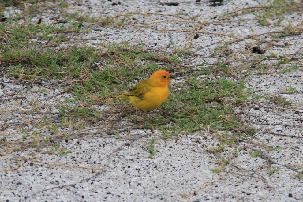 Safron finch in Hawaii