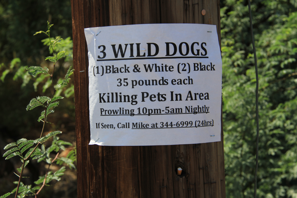 Wild dogs killing pets at Lahaina, Maui
