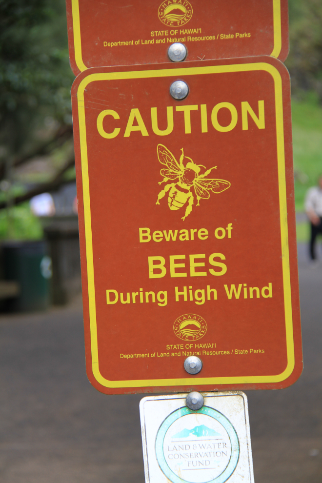 Beware of bees at Pali Lookout, Oahu