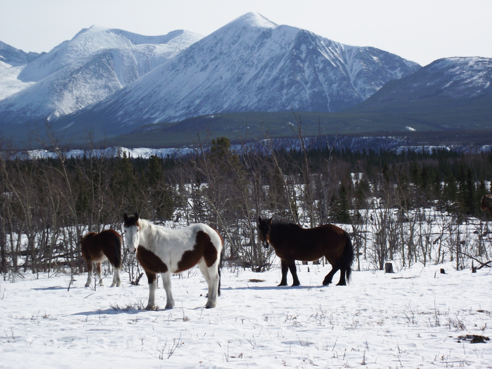 Wild horses along the Alaska Highway