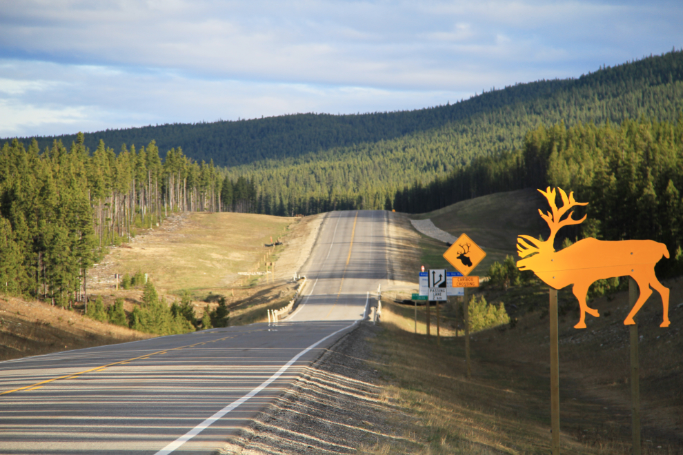 Caribou warning signs on Alberta Highway 40