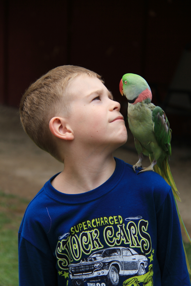 Parrot at Kangaroo Creek Farm