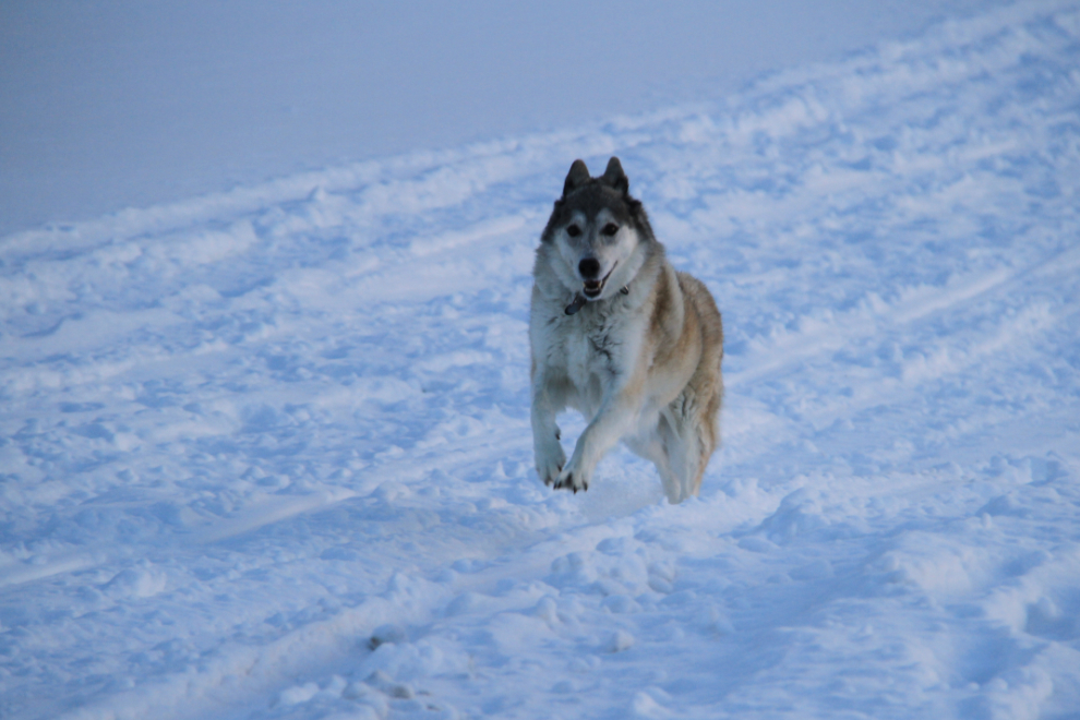 Kayla, a husky / German Shepherd / wolf cross