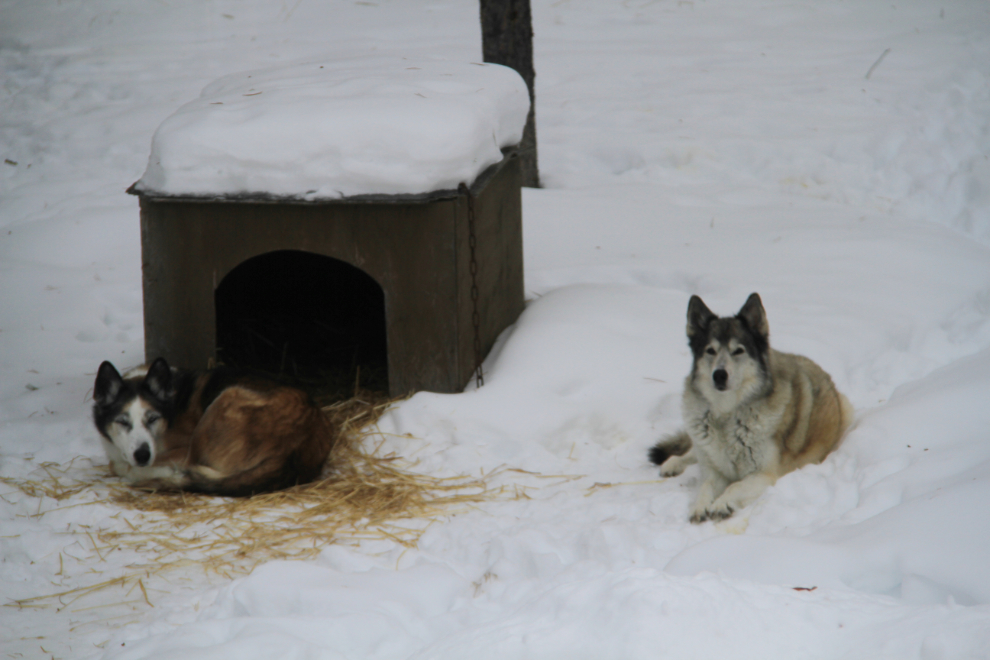My huskies Monty and Kayla