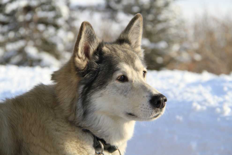 My husky-wolf cross Kayla at 13 years old