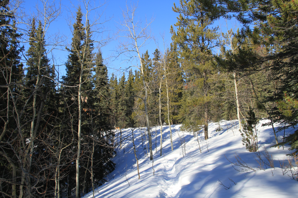 Winter walking trail in Whitehorse, Yukon