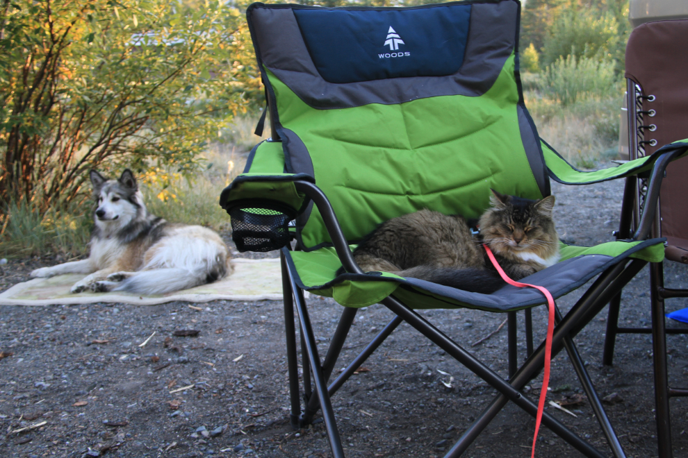 Dog and cat RV camping