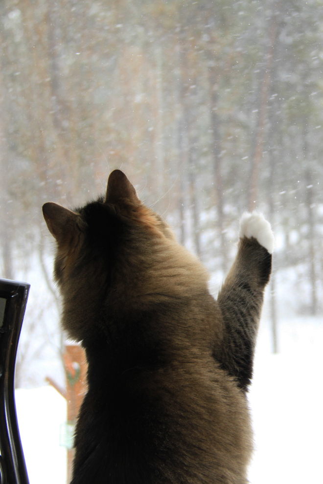 My cat Molly trying to catch snowflakes
