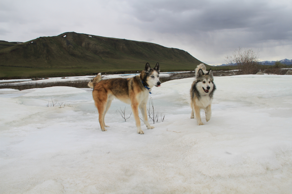 Huskies on summer ice on the Blackstone River - Dempster Highway, Yukon