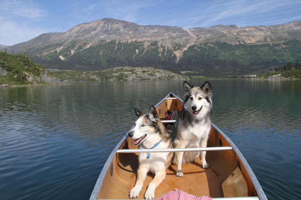 Canoeing with the dogs on Bernard Lake, BC