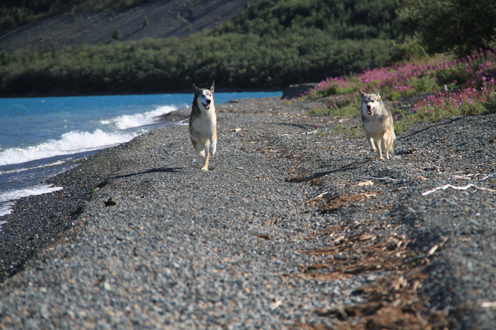 Dogs running on the beach of Kluane Lake, Yukon