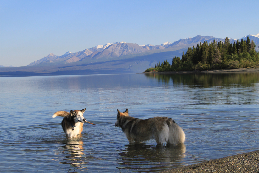 My dogs Monty and Bella playing in Kluane Lake, Yukon