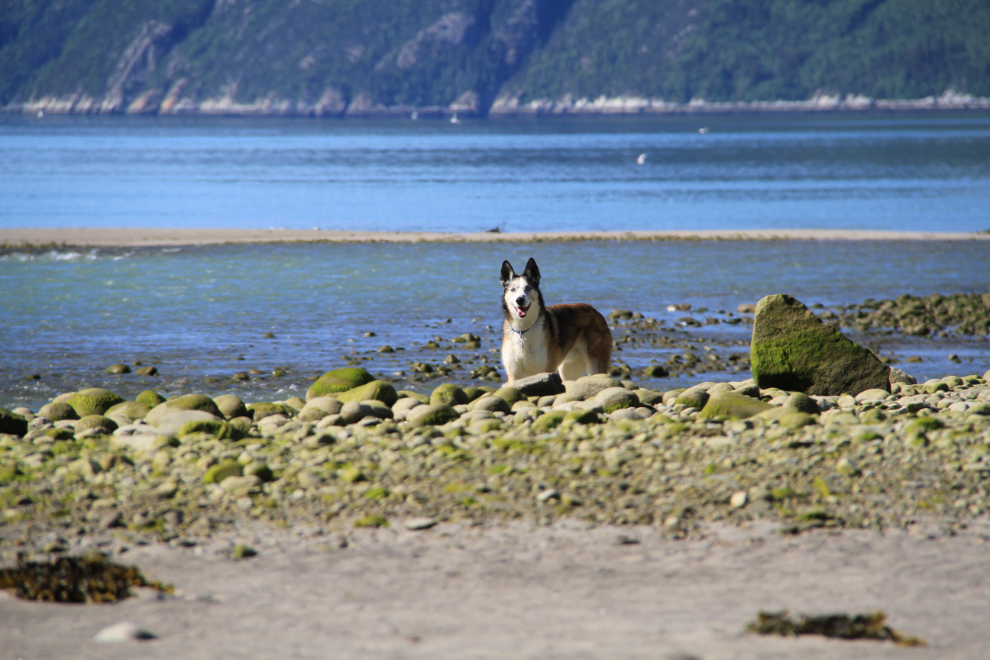 My husky, Monty, on the beach at Skagway, Alaska