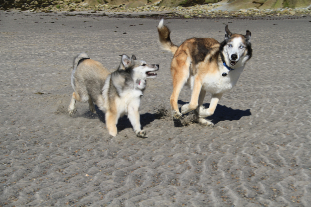 Huskies playing on the beach at Skagway, Alaska