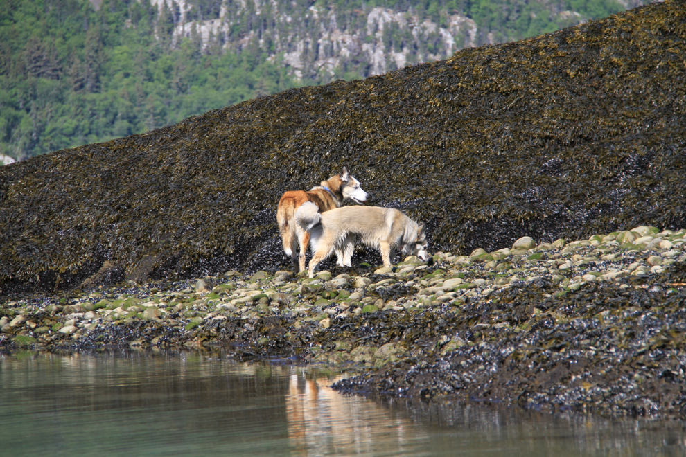 Huskies exploring the intertidal zone at Skagway, Alaska