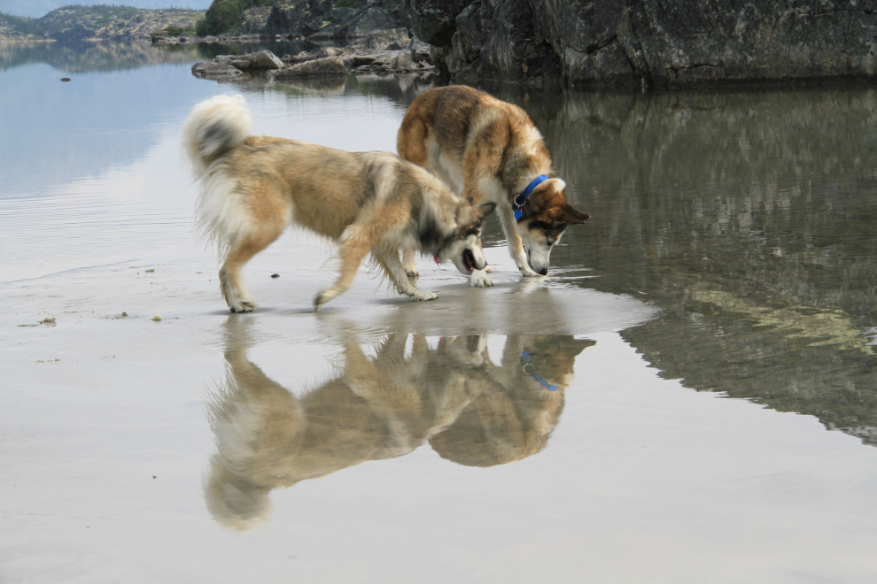 Murray's dogs Bella and Monty exploring the beach at the mouth of Summit Creek, BC